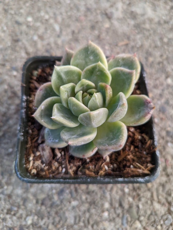 Echeveria Rosebony succulent in nursery pot.