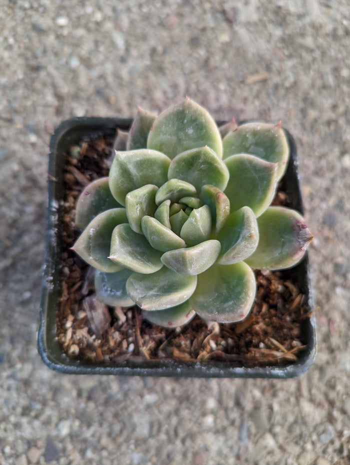 Echeveria Rosebony succulent in a square nursery pot.