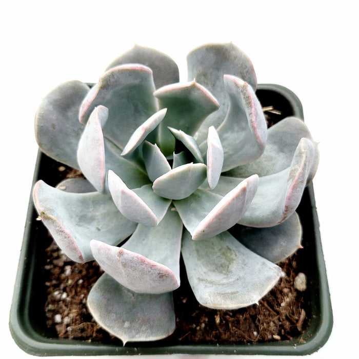 Echeveria runyonii San Carlos in square pot.