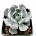 Echeveria runyonii San Carlos in square pot.
