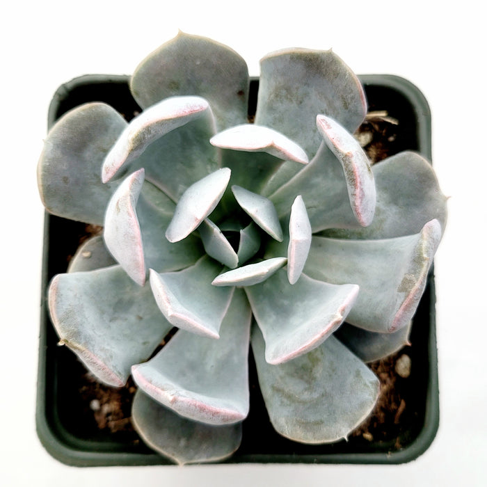 Echeveria runyonii San Carlos succulent with blue-green rosette.