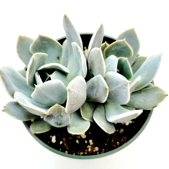 Echeveria runyonii San Carlos potted succulent.