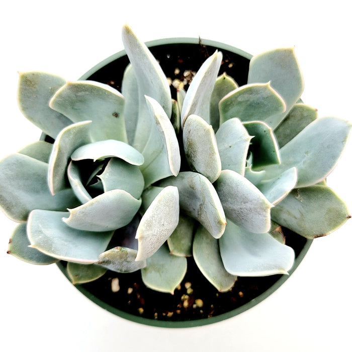 Echeveria runyonii San Carlos in rosette form.