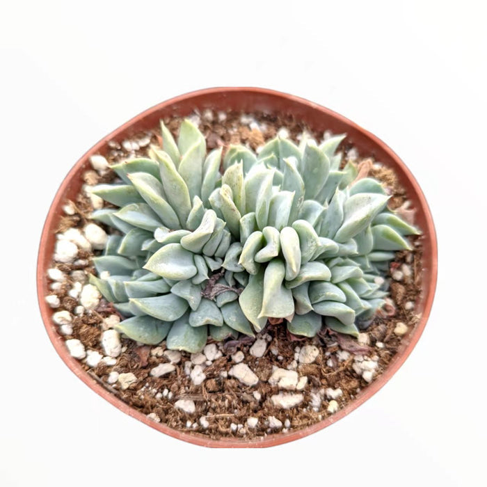 Echeveria runyonii 'Topsy Turvy' Crest in nursery pot.