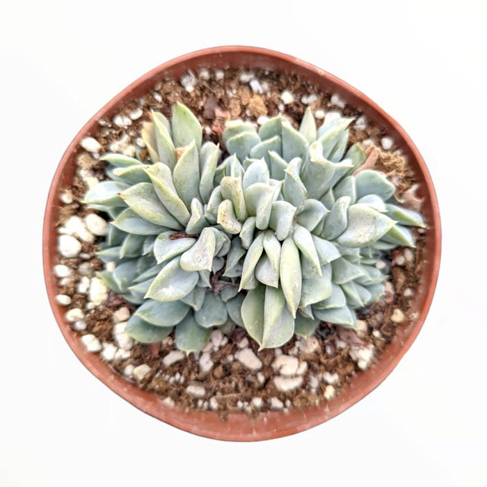 Echeveria runyonii 'Topsy Turvy' Crest in nursery pot.