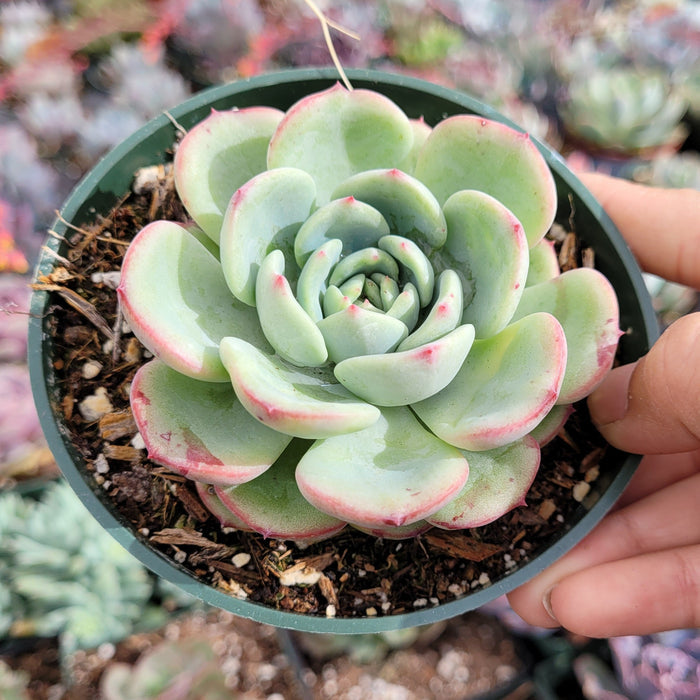 Echeveria Salmon succulent held in hand, nursery background.