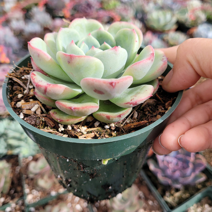 Echeveria Salmon in green pot, hand-held in nursery setting.