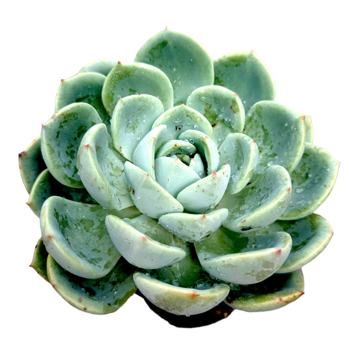 Echeveria Salmon succulent with layered, dew-kissed leaves.