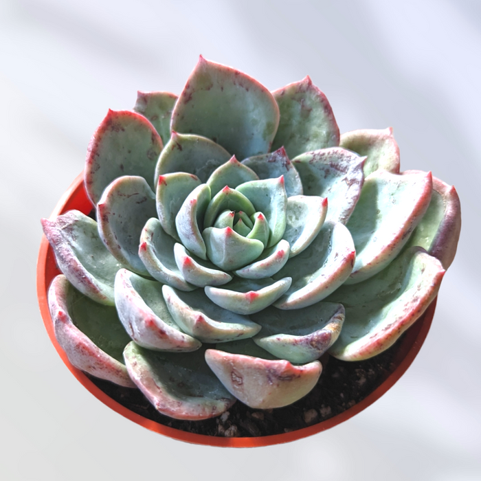 Echeveria Salmon succulent with bluish-green rosette, pink-tipped leaves.