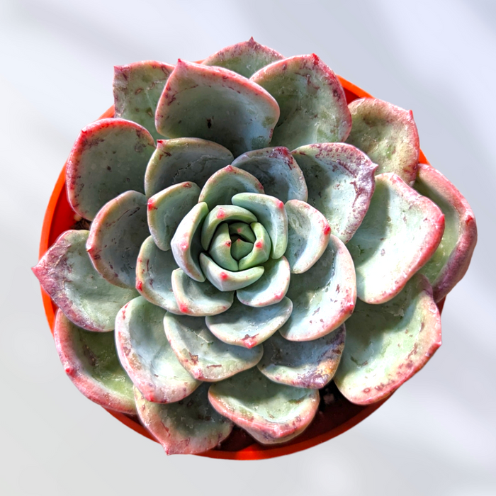Echeveria Salmon in orange pot, bluish-green leaves with pink edges.