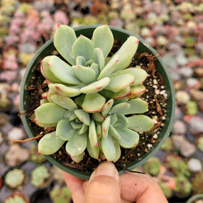 Echeveria Salmon succulent in hand, pale green with pink tips.