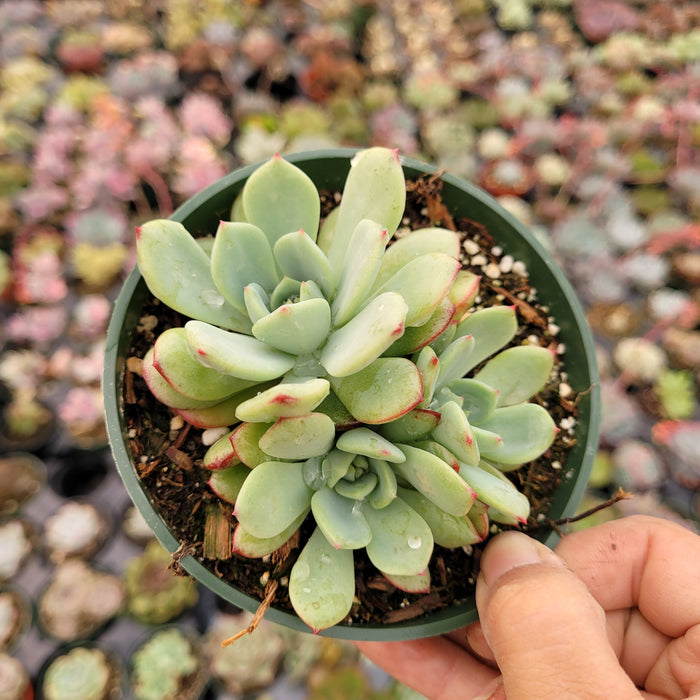 Echeveria Salmon succulent in hand, pink-tipped blue-green leaves.
