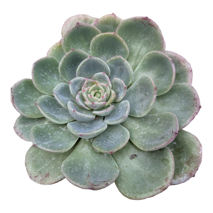 Echeveria Salmon: Rosette succulent with pale green, pink-edged leaves.