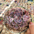 Echeveria Santa lewis rosette with flower stalk developing.