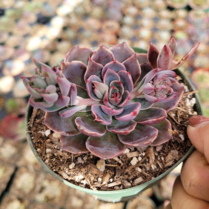 Echeveria Santa lewis succulent with buds in gritty mix.