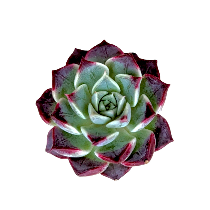 Echeveria 'Sara Himebotan' succulent with reddish-purple leaf tips.