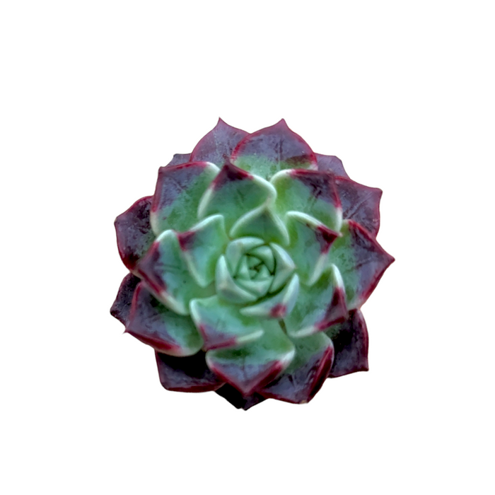 Echeveria 'Sara Himebotan' succulent with reddish-purple leaf tips.