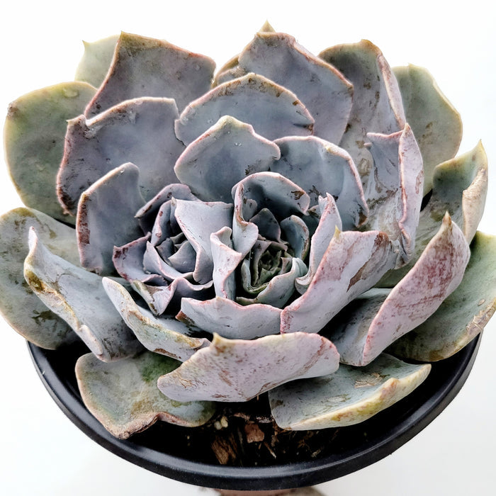 Echeveria shaviana 'Pink Frills' in black pot.