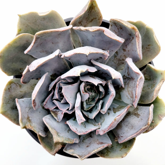 Echeveria shaviana 'Pink Frills' potted succulent with spoon-shaped leaves.