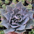 Echeveria shaviana 'Pink Frills' succulent close-up with pink-edged leaves.