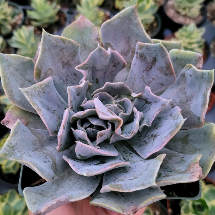 Echeveria shaviana 'Pink Frills' succulent close-up with pink-edged leaves.