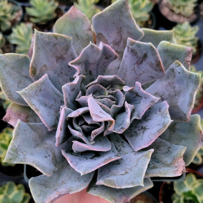 Echeveria shaviana 'Pink Frills' succulent close-up.