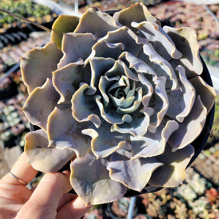 Echeveria shaviana 'Pink Frills' succulent in ceramic pot.