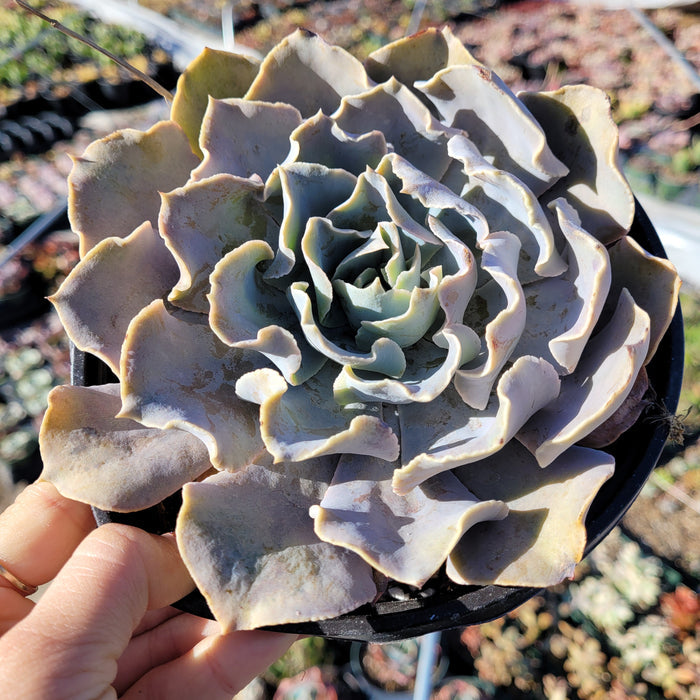Echeveria shaviana 'Pink Frills' in nursery pot, hand-held.