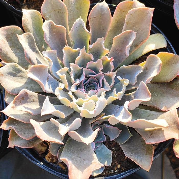 Echeveria shaviana 'Pink Frills' potted succulent with pink-edged leaves.