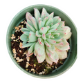 Echeveria Shine Bright Hybrid in small pot with blue-green rosette.