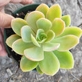 Echeveria Silk Veil succulent with pale green, pink-edged leaves.
