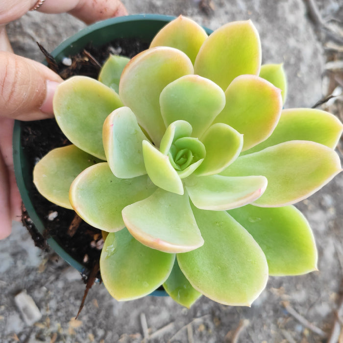Echeveria Silk Veil succulent in green pot, hand-held.