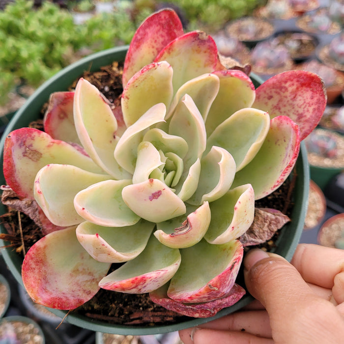 Echeveria Silk Veil succulent held above nursery bench.