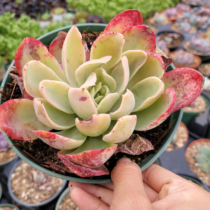 Echeveria Silk Veil in green nursery pot.