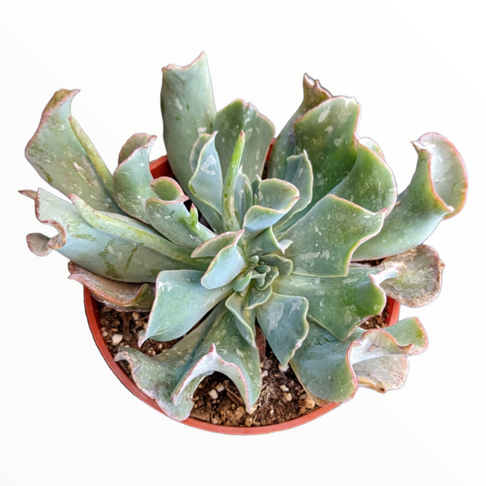 Echeveria 'Silver Spur' succulent with pink-tinted blue-green leaves.