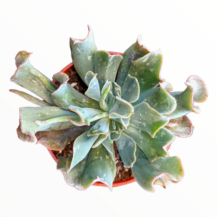 Echeveria 'Silver Spur' with wavy, blue-green leaves.