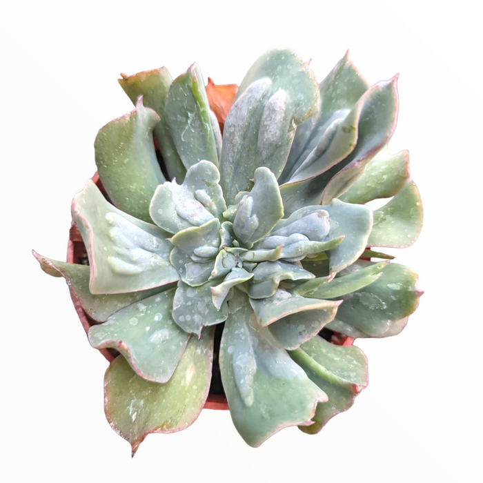 Echeveria 'Silver Spur' in terracotta pot, top-down view.