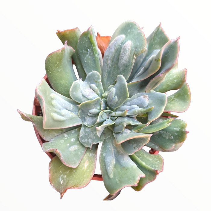 Echeveria 'Silver Spur' succulent, bluish-green leaves with pink edges.