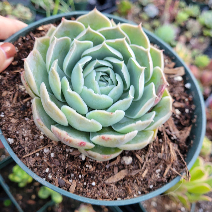Echeveria simulans in a nursery pot.