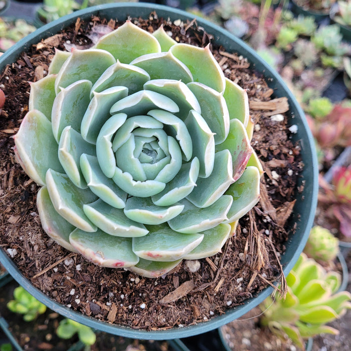Echeveria simulans succulent in green pot.
