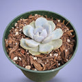 Echeveria 'Snow Bunny' succulent in a green pot.