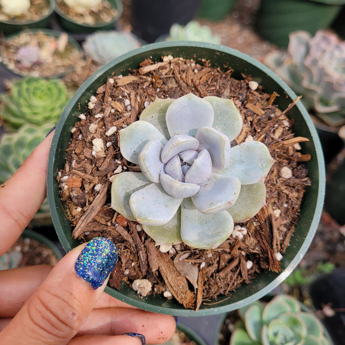 Echeveria 'Snow Bunny' in green pot.