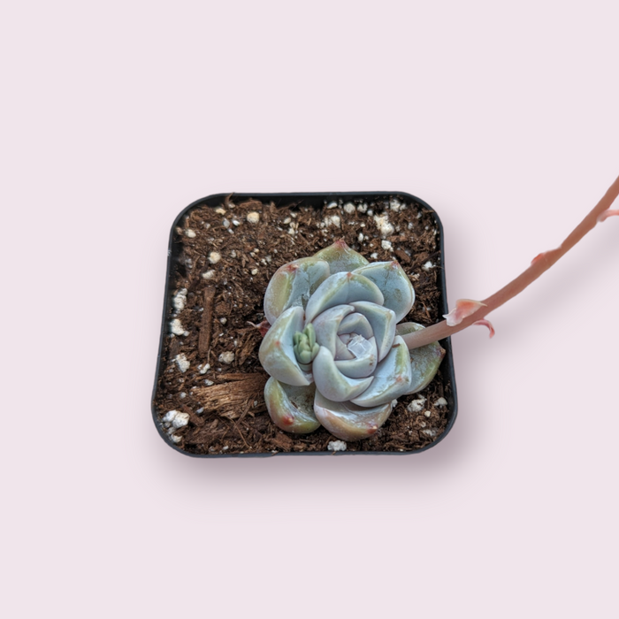 Echeveria 'Snow Bunny' succulent in a square pot.
