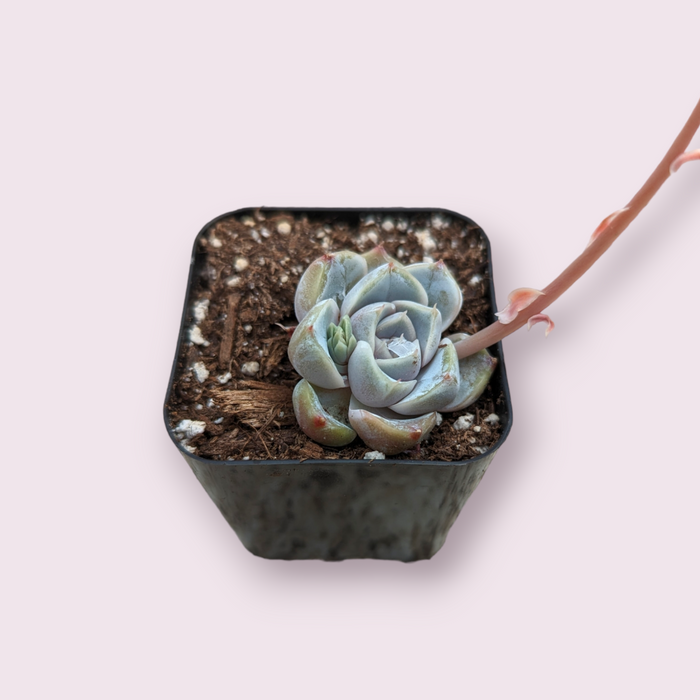 Echeveria 'Snow Bunny' succulent in black nursery pot.