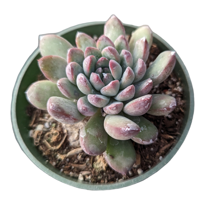 Echeveria Sp in green pot with pink-tipped leaves.