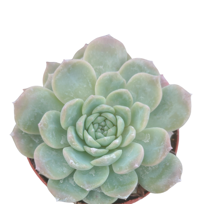 Echeveria Sp succulent in rosette pattern.