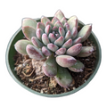 Echeveria Sp potted succulent with pink-tipped rosette leaves.