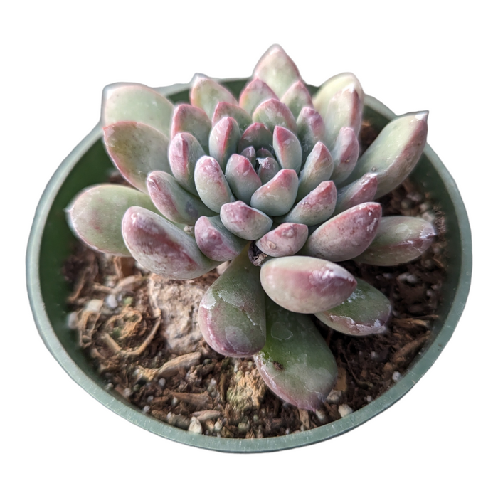 Echeveria Sp potted succulent with pink-tipped rosette leaves.