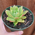 Echeveria 'Spicy' in green pot, hand-held.