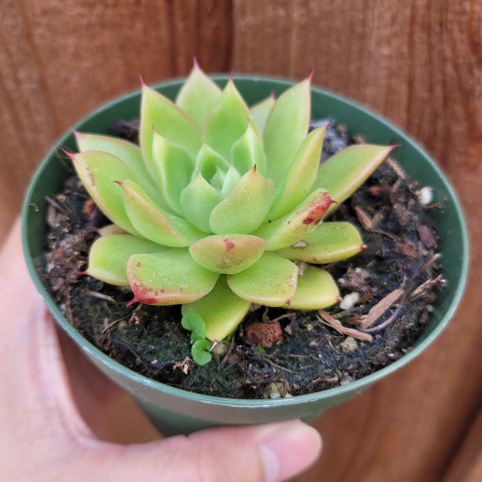 Echeveria 'Spicy' in green pot, hand-held.